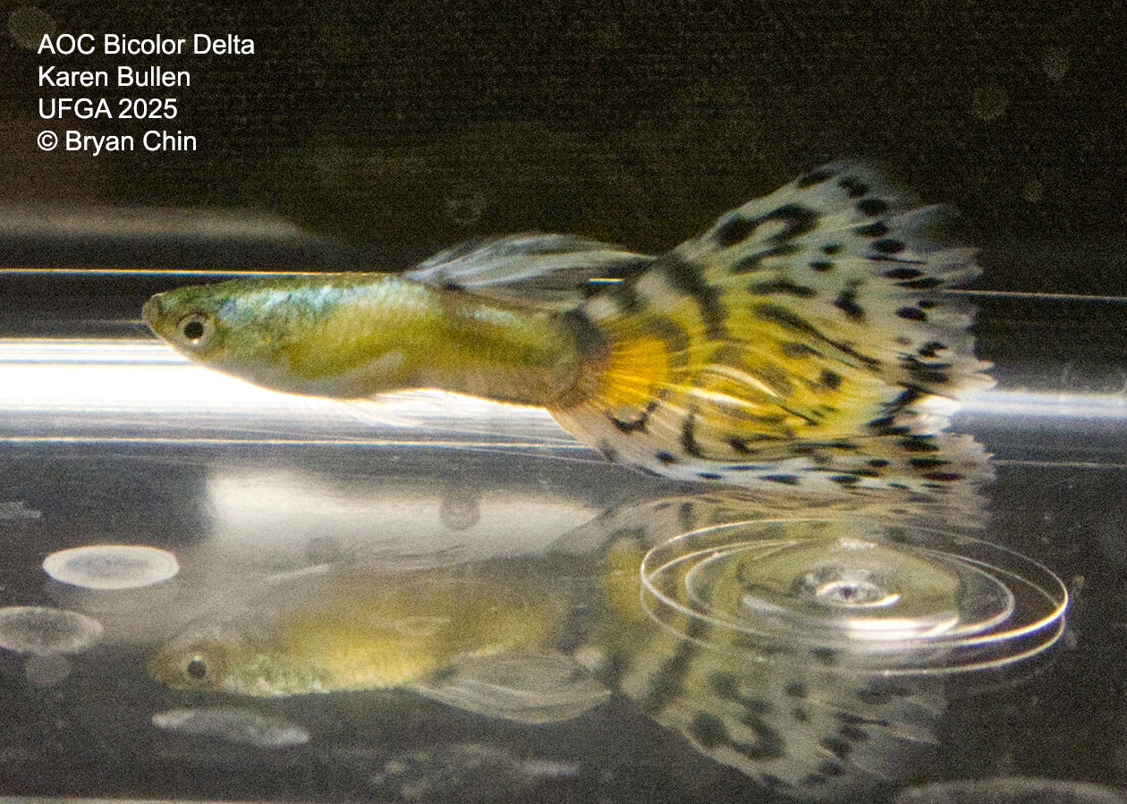 Guppy Bicolor  